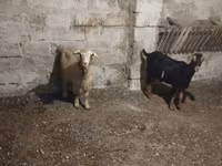 بز نر, بز — عکس 1