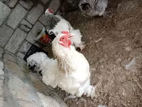 பிரஹ்மா — புகைப்படம் 6