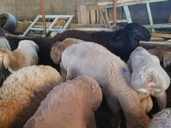 قوچ, Rhon sheep