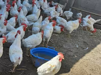 Chickens — sawirka 2