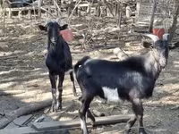 Kambing jantan, Goats — foto 2