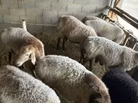 Baran, Rhon sheep — zdjęcie 1