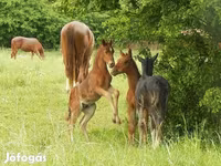 Cheval, Kisber felver — photo 8