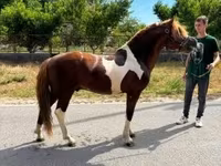 Cavallo, Cavalli — foto 3