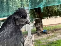 Chickens — عکس 1