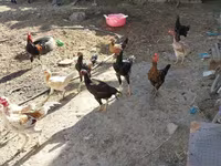 Chickens — รูปภาพ 8