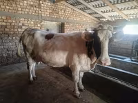 Mucca, Simmental cattle — foto 2