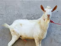 Kozioł, Dutch Landrace goats — zdjęcie 2