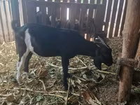 Ziegenbock, Nubian Goat — Foto 2