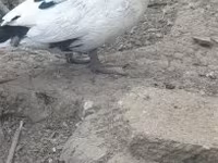 도메스틱 머스코비 — 사진 3