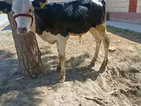 Bulle, Russian Black pied cattle — Foto 4