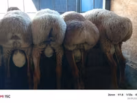 የጎትት አውራ በግ, Rhon sheep — ፎቶ 5