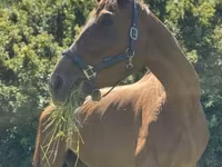 Kobila, Polish pony — fotografija 6