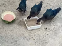 Muscovy domestica — foto 2