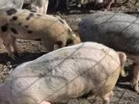 Cinghiale, Maiali — foto 3
