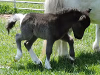 Klisna, Miniature horse — foto 5