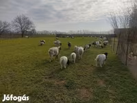 แกะตัวผู้, Dorper sheep — รูปภาพ 3