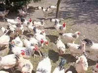 ساسکس — عکس 4