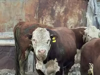 گاو نر, گاو سفیدسر قزاقستانی — عکس 3