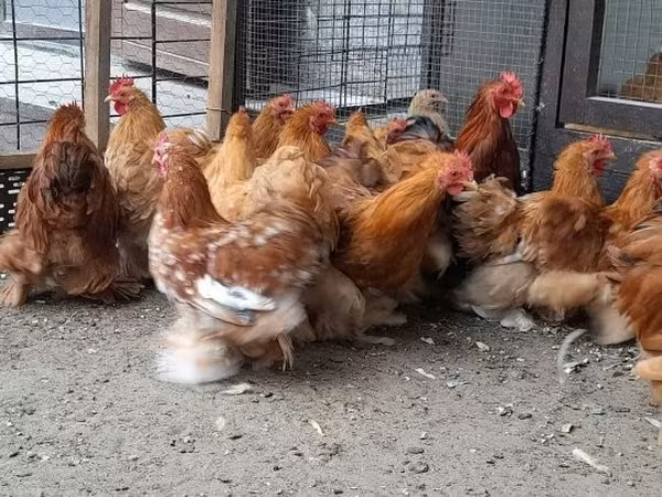 Pekin Bantam