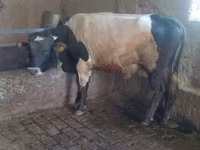 Bik, Russian Black pied cattle — fotografija 4