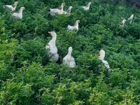 Chickens — foto 5