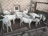 بز ماده, Saanen goat — عکس 6