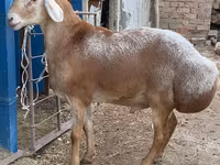 숫양, Arashan sheep — 사진 3