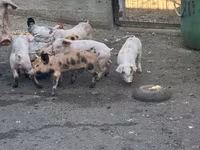 مادہ سؤر, سور — تصویر 2