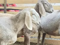 Berbec, Arashan sheep — foto 2