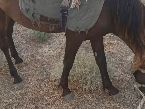 اسب نر, اسب