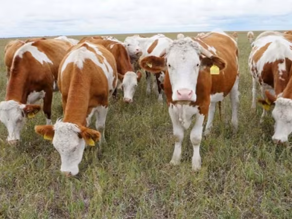 Bull, Simmental cattle