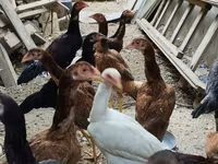 Chickens — foto 6
