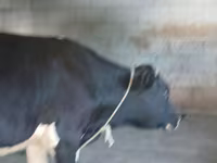 Бик, Голштинська порода — фото 4
