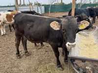 황소, Swiss cattle — 사진 4