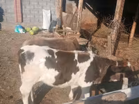 암소, Russian Black pied cattle — 사진 3