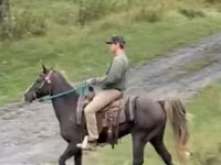 Адуу, Rocky Mountain Horse — 3 зураг