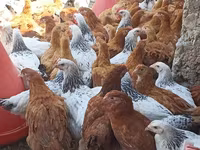 Chickens — foto 4