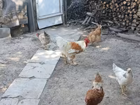 Chickens — 照片 8