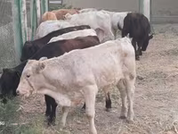 Bovine (lot, sex nespecificat), Vaca Limousine — foto 1