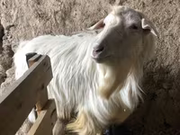 بز ماده, بز — عکس 2