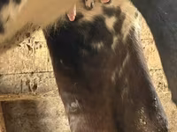 گاو ماده, Swiss cattle — عکس 2