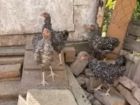 Chickens — sawirka 2