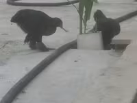 Chickens — fotografija 1