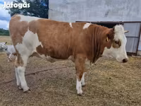 Krava, Simmental cattle — fotografija 6