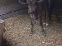Bik, Swiss cattle — fotografija 1