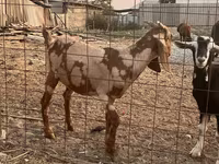 Oğlak, Beetal goats — foto 2