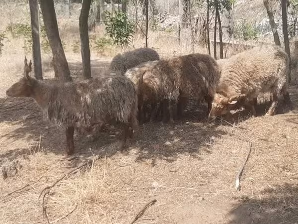 Ram, Racka sheep — Hungary