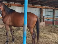घोड़ी, Thoroughbred horse — फ़ोटो 3