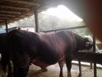 گاو نر, Simmental cattle — عکس 6